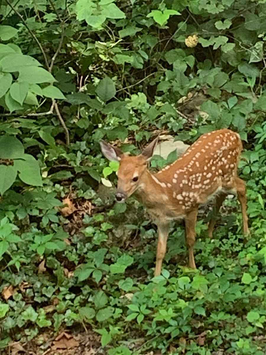 Spring time baby deer in the yard