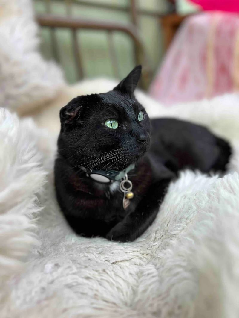 the youngster Sami, he had a hard life before he found the comfort of this house and has scar tissue mishaping his right ear, he's such a lovebug!