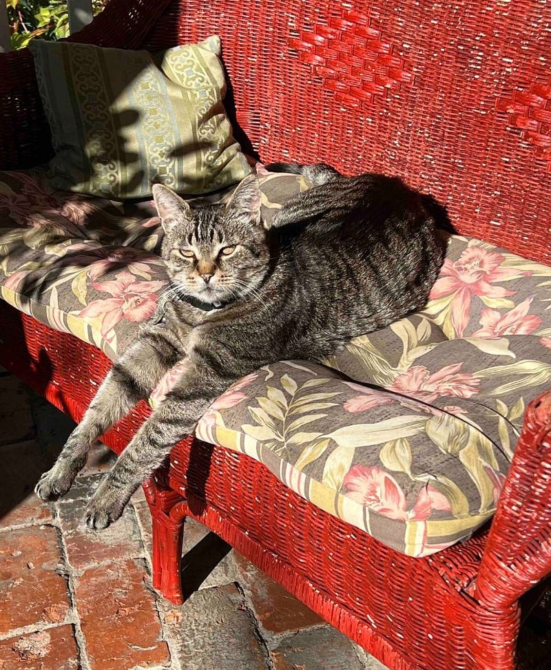 wise Mr. Owl sunbathing on the front porch