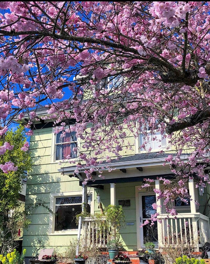 Spring blossoms