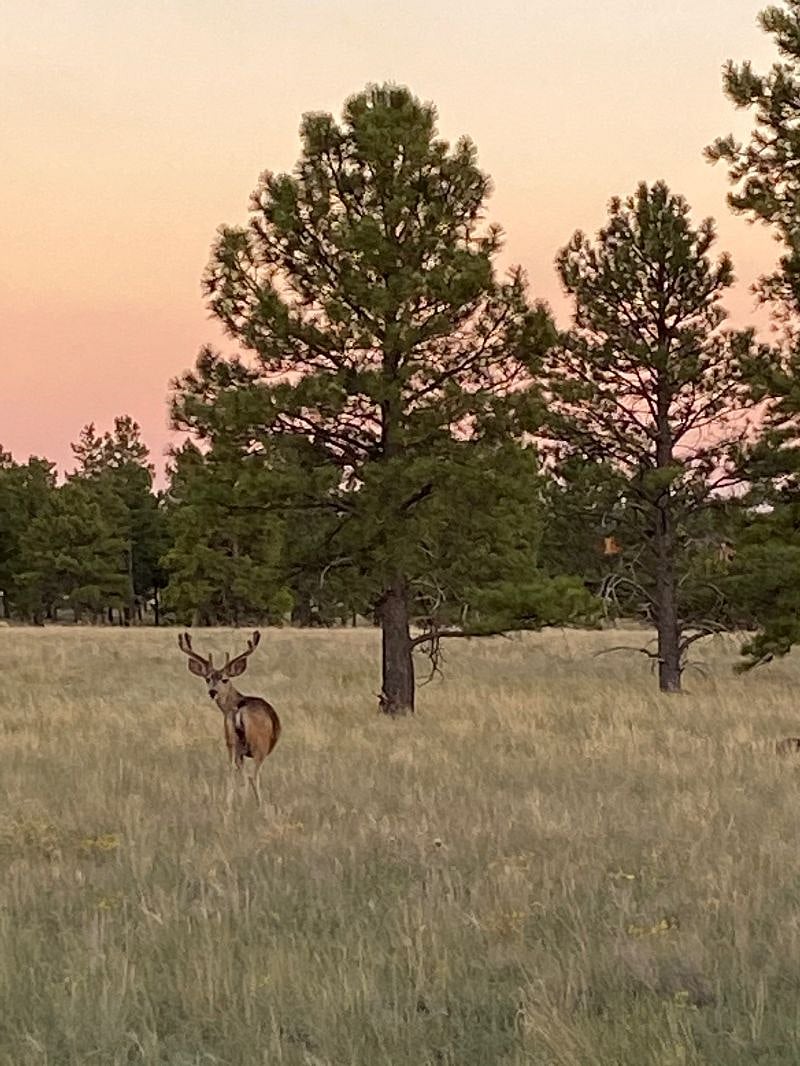 A common neighbor sighting.