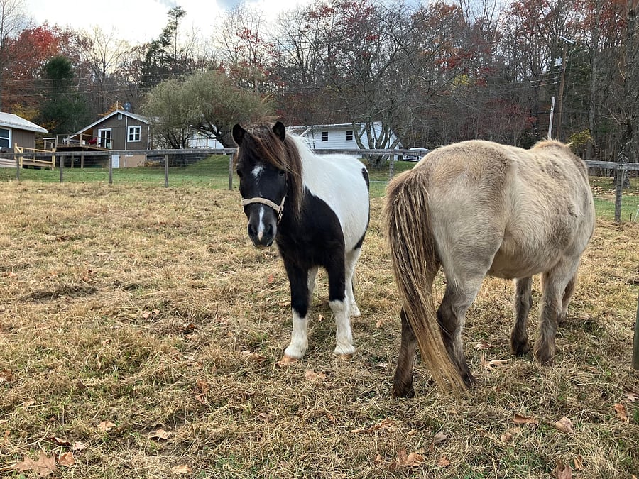 Farm Friends - Pony Uncles (Puncles)