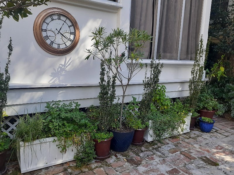 Fresh herbs.