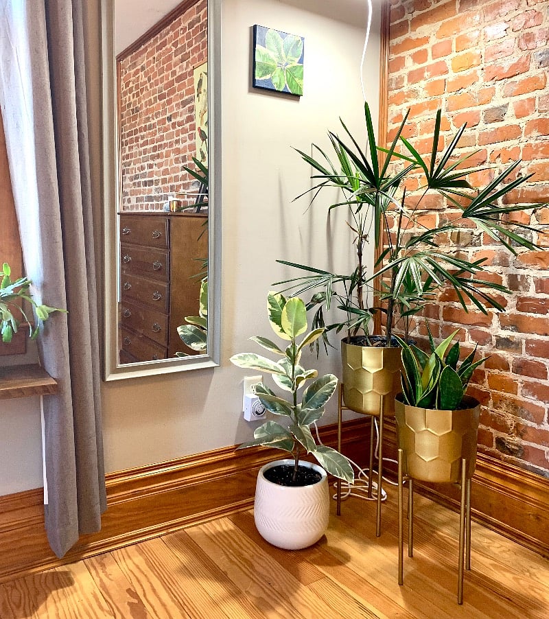 Master Bedroom- Plants with timer-based grow lights. 