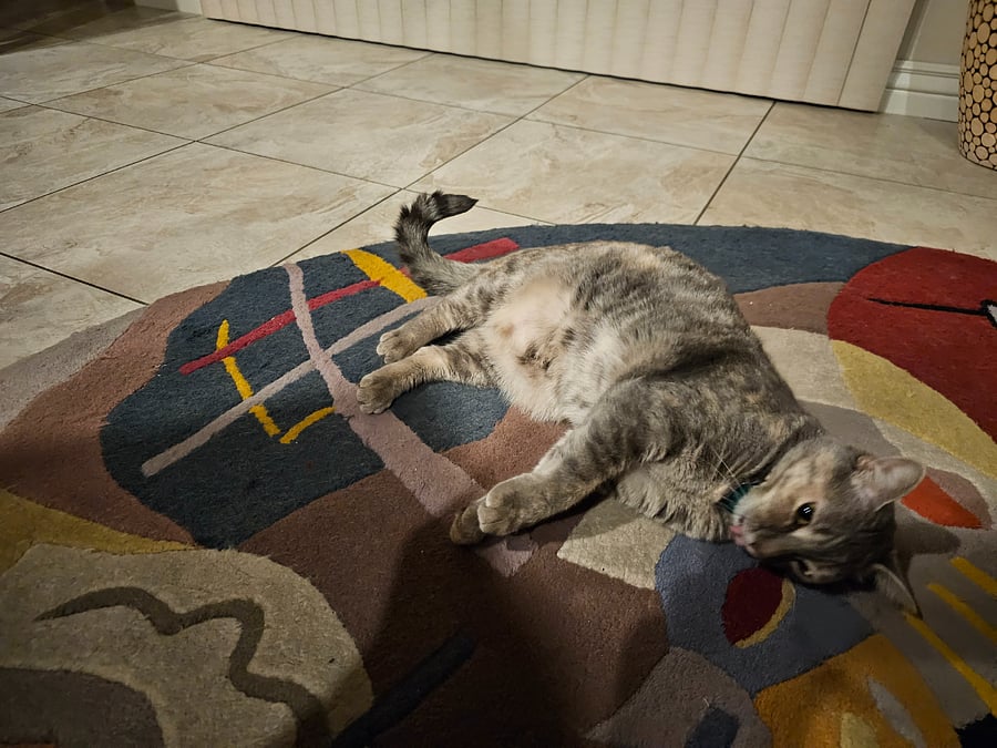 This is Vienna my luxurious feline. She's a little bit shy at first but enjoys playing and may decide to sit on your lap. She enjoys watching cat TV.