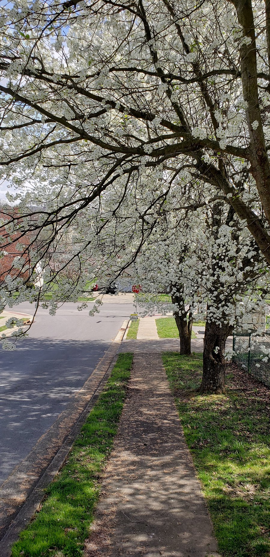 Path from guesthouse to Willow Springs Park