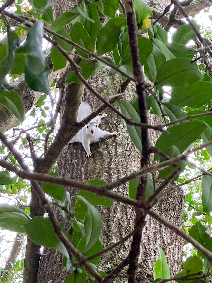 White Squirrel-a frequent visitor in the yard, along with hummingbirds and song birds