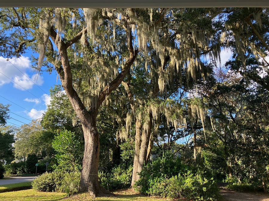 View from the Porch-Live Oaks draped with Spanish Moss and Resurrection Fern