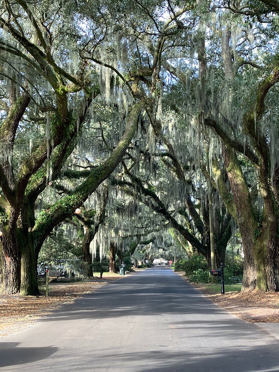 Avenue of Oaks