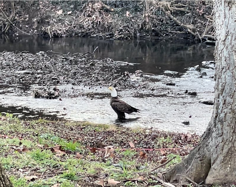 Yes that is a bald eagle in the creek!
