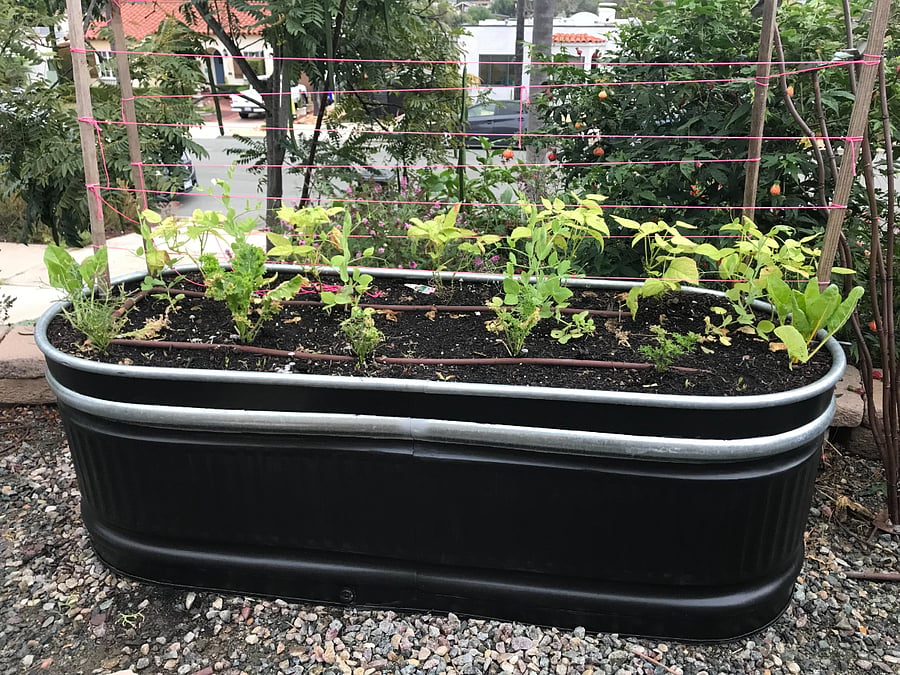 One of the vegetable and herb gardens