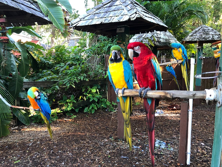 Walk to Jungle Gardens