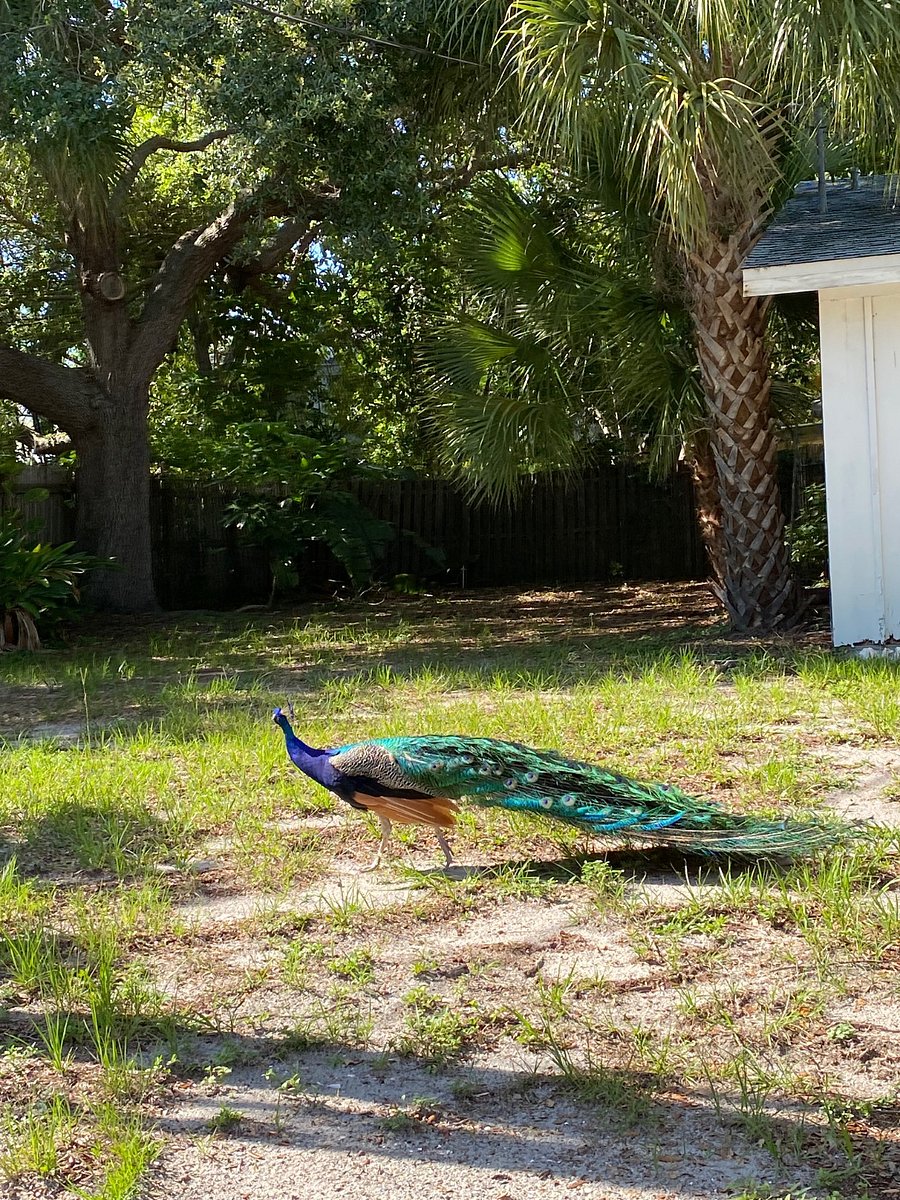 Neighborhood Peacocks