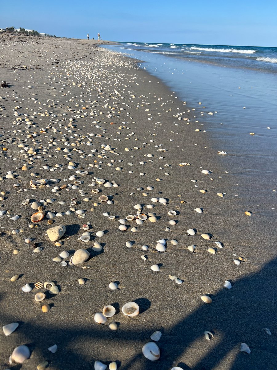 Shell collecting