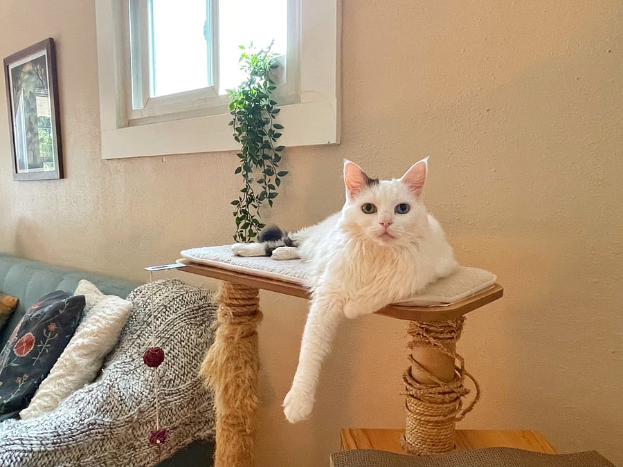 The cat. Your cat is welcome too, as long as they play nice with this one.