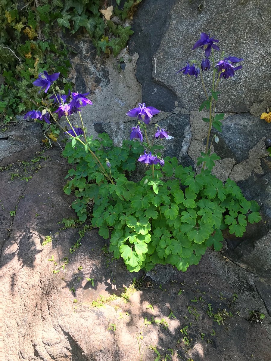 Blossoms burst in the most surprising spaces, including the crevices of boulders.