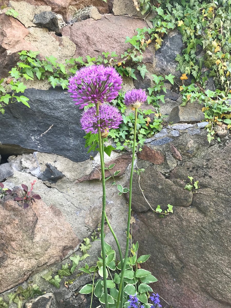 There is year round interest due to the magnificent rock ledge, evergreens, and perennials.