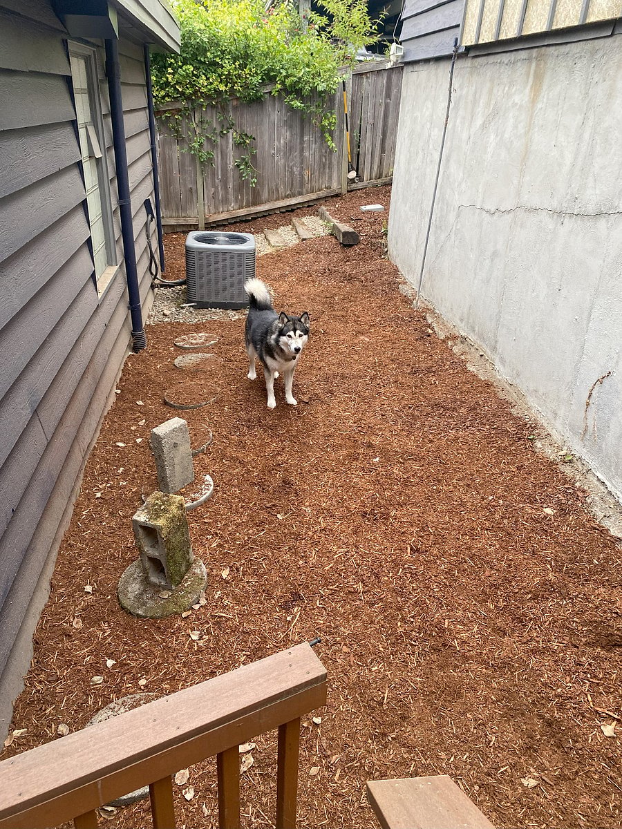 Back yard portion of the fenced in yard