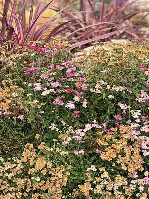 Frontyard landscaping in the spring & summer.