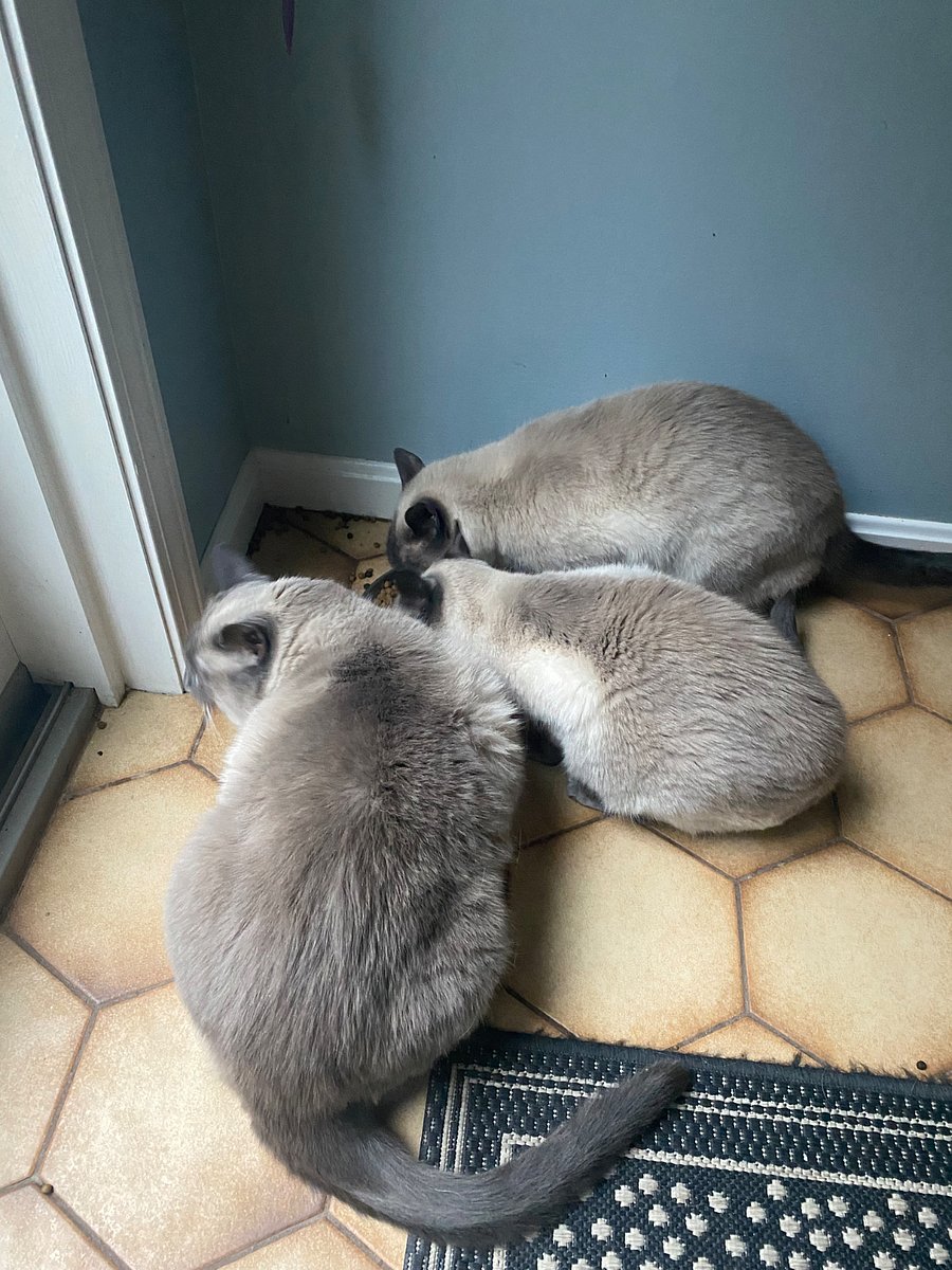 3 senior Siamese cats reside here
