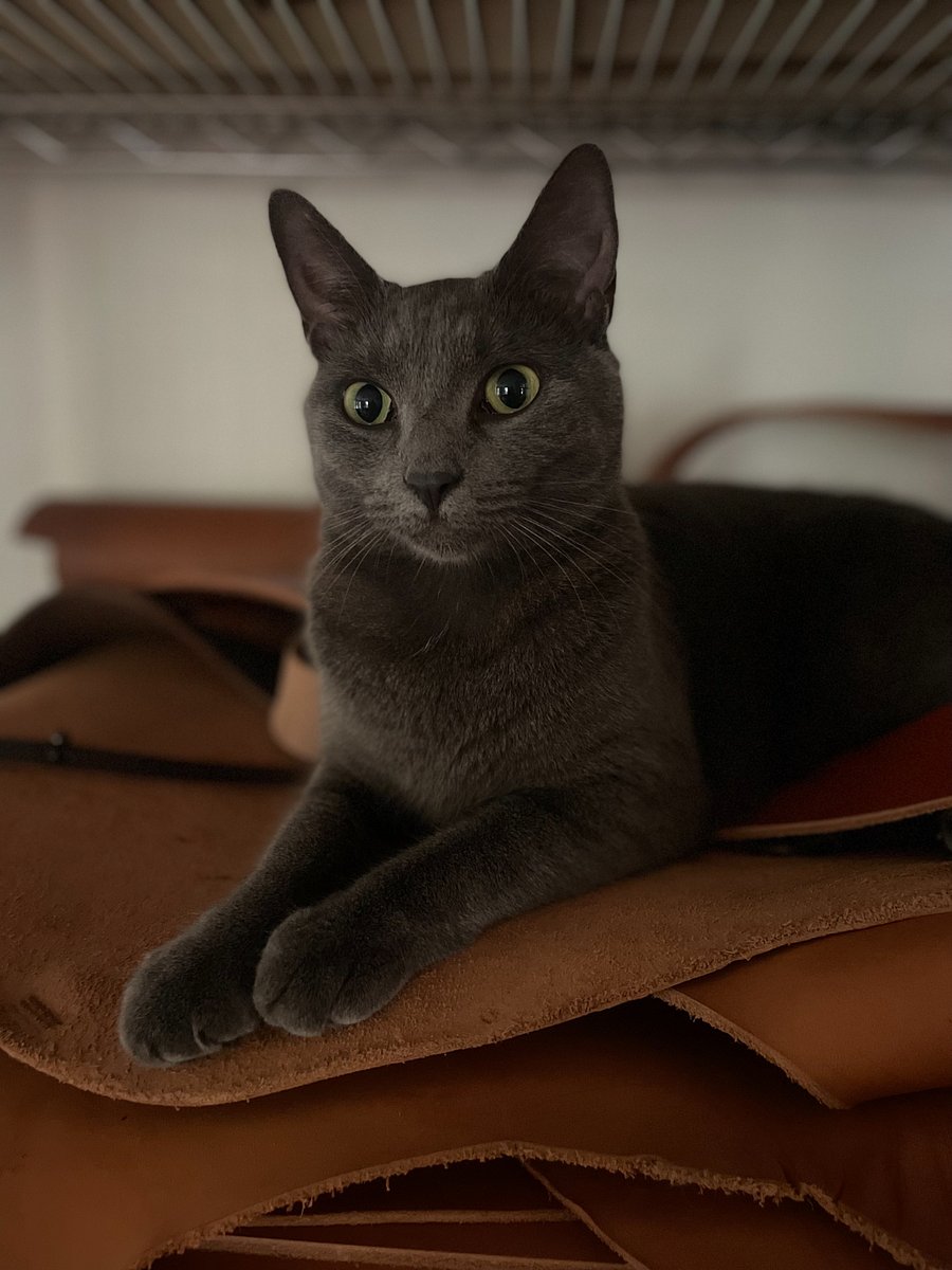Rusie Q - friendly and playful!
