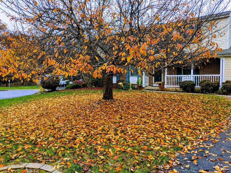 What you see when arriving in the fall.