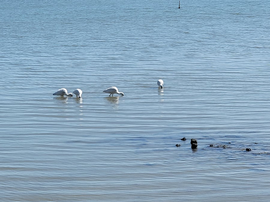 Wildlife! Great fishing as you can fish the whole bay