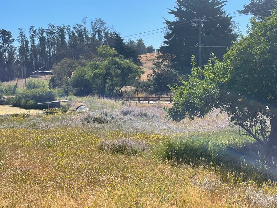 Front pasture with pond