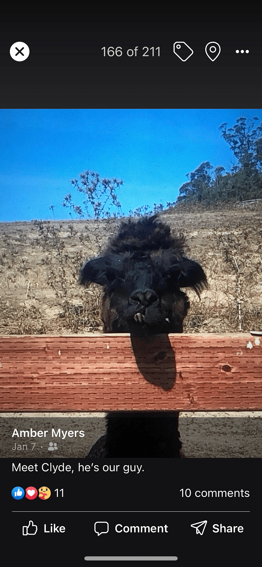 Clyde is an alpaca and resides in the pasture with Two Sox his buddy. We have a ram named Bam Bam and Zoolander an alpine goat. All rescues