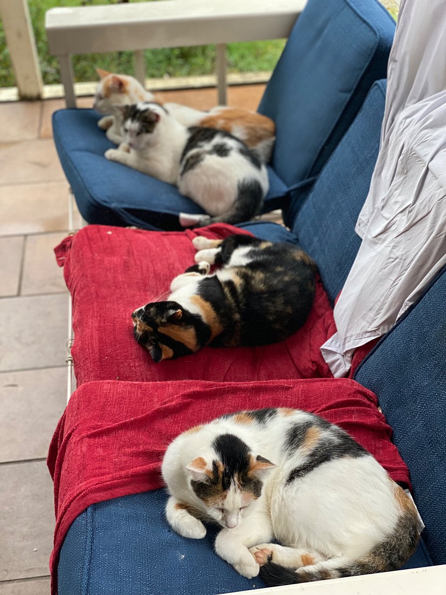 Some of the cats, resting on a hot day.