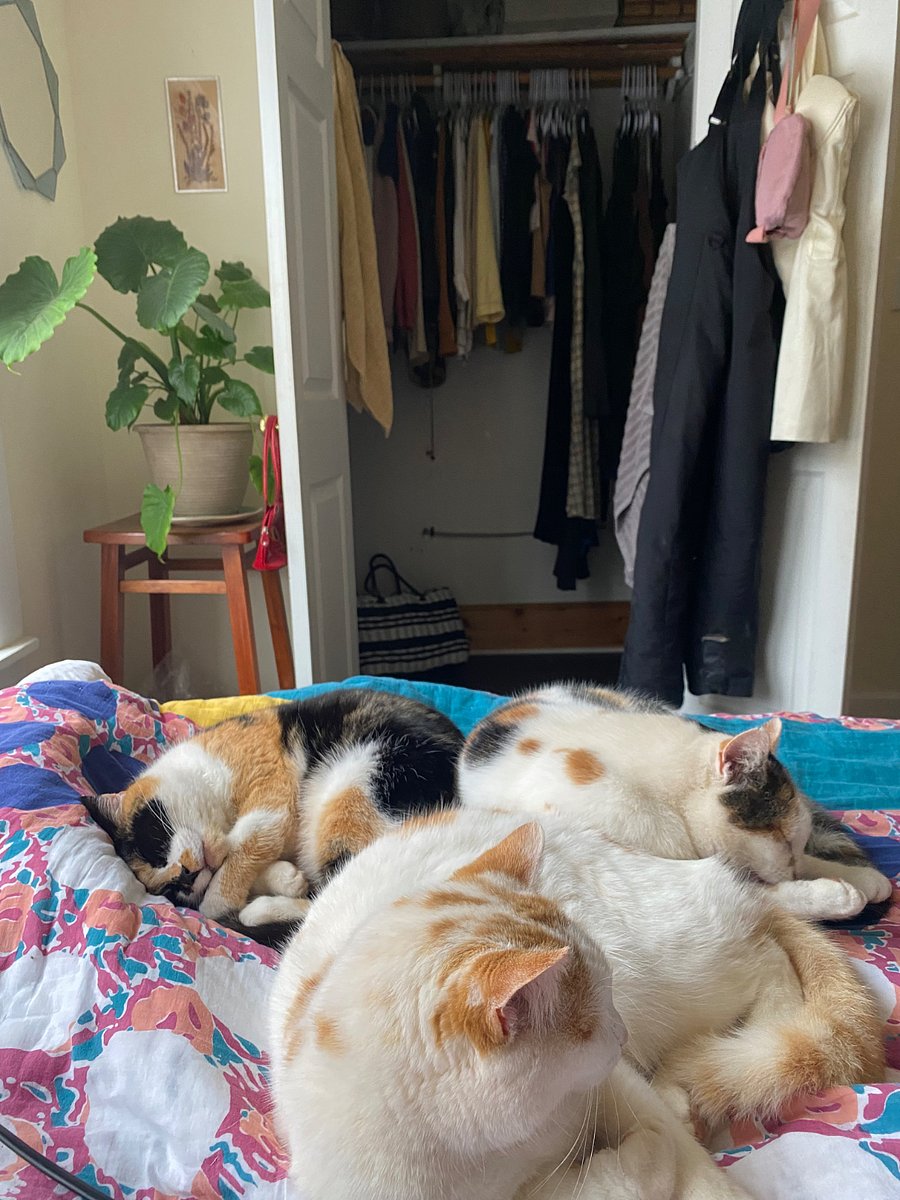 More cats!