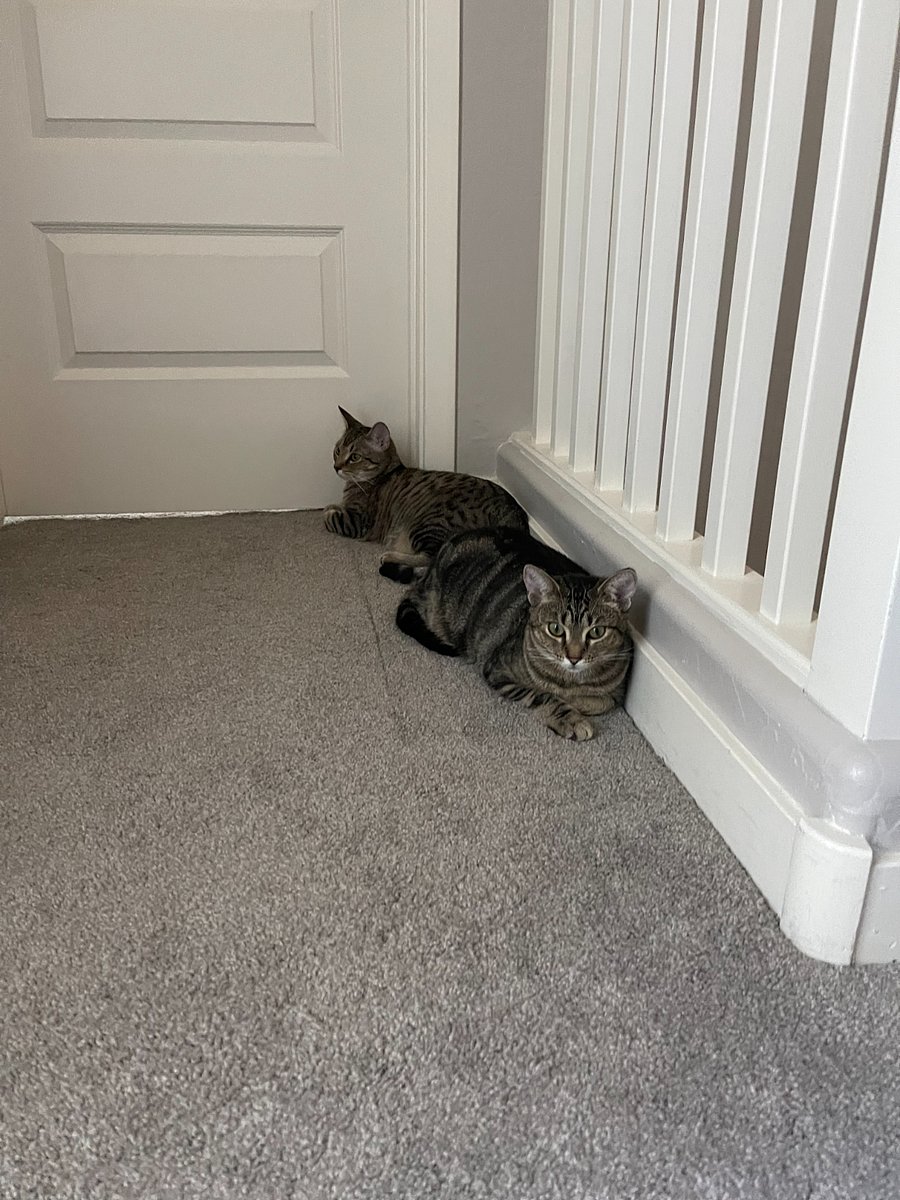Luke & Leia are siblings. Found abandoned in a nearby development by a boy, we adopted them in 4/23. Est. DOB 2/23 
Vaccinated   & microchipped. 

Not declawed. 