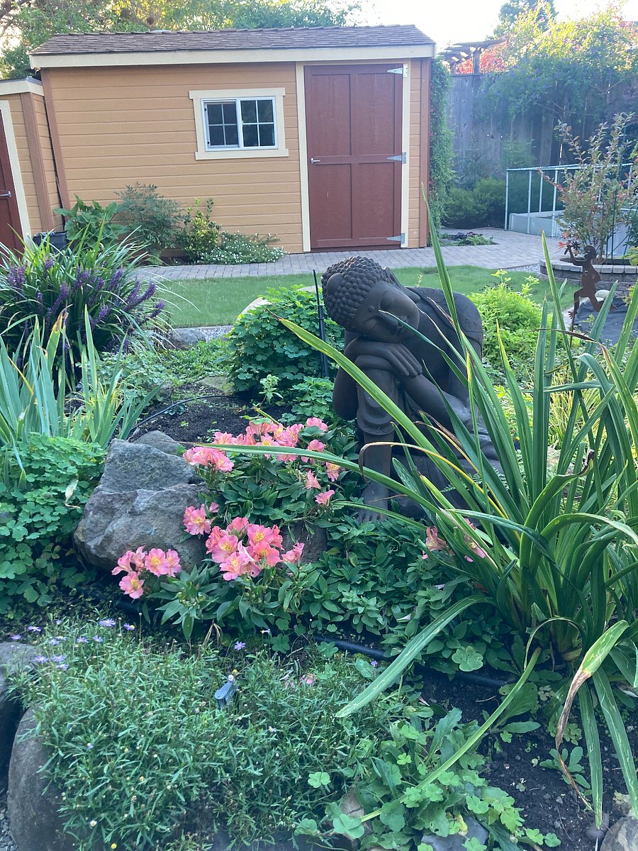 Buddha in the back yard