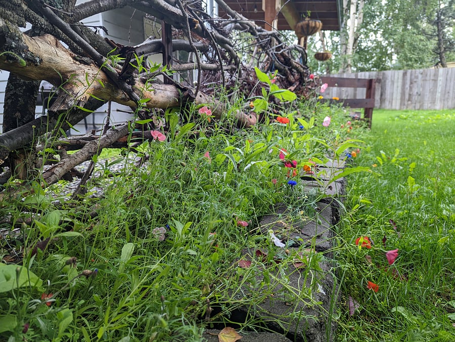 wildflowers in the summer
