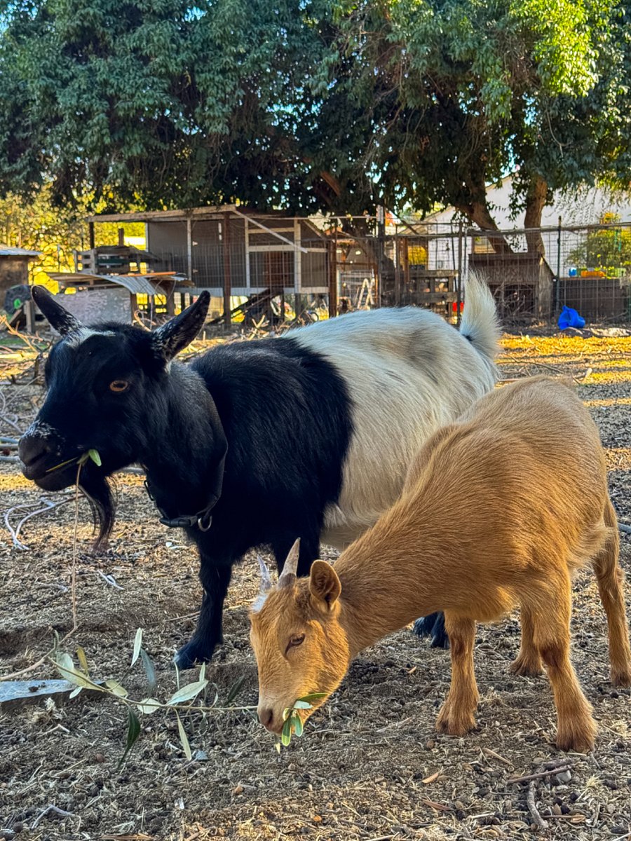 Nigerian dwarf goats