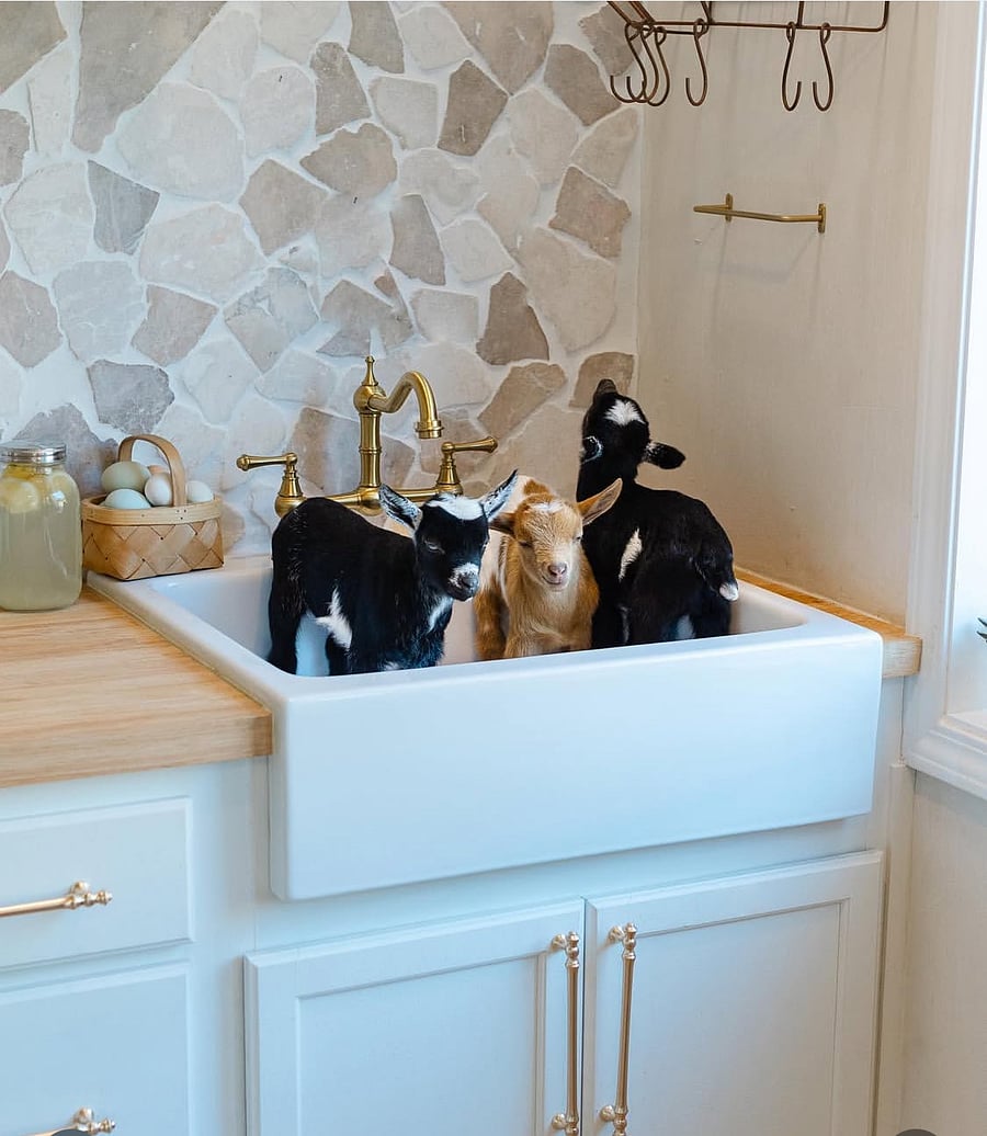 Kitchen sink! Baby goats not included