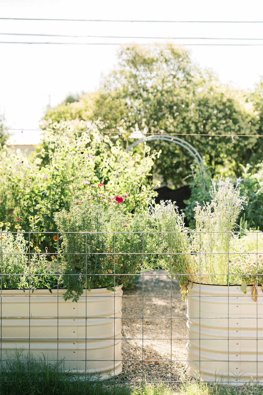 Owners garden you walk past to the cottage, in full bloom