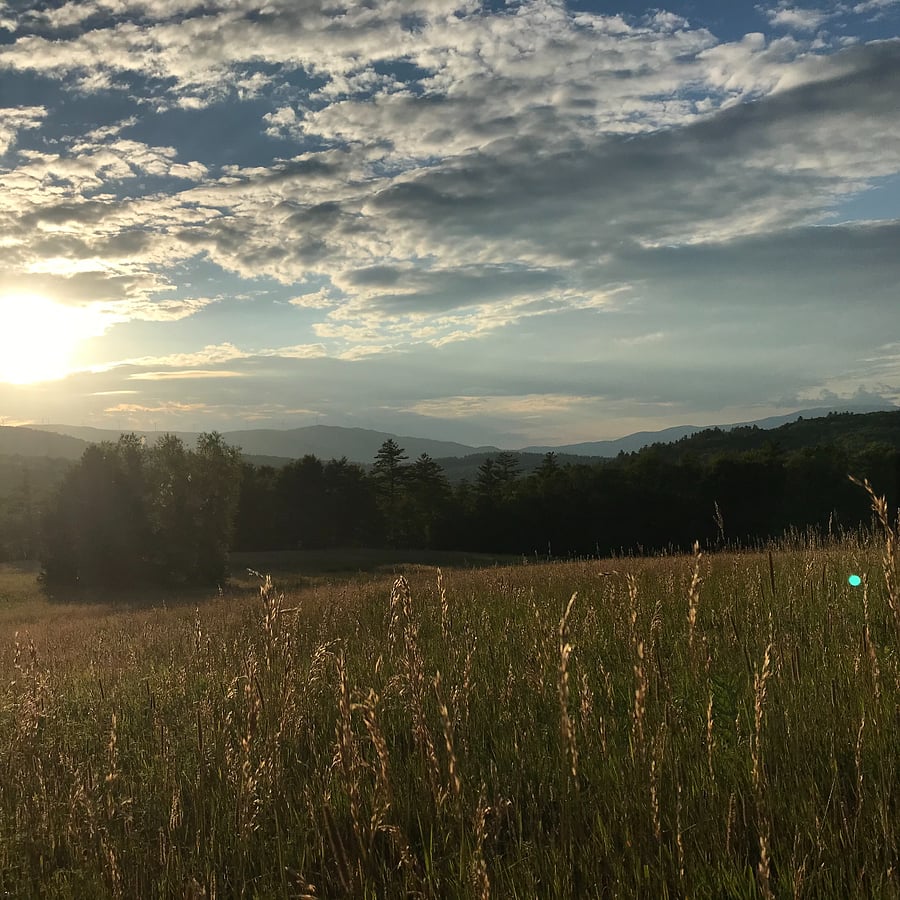 Field in the setting sun 