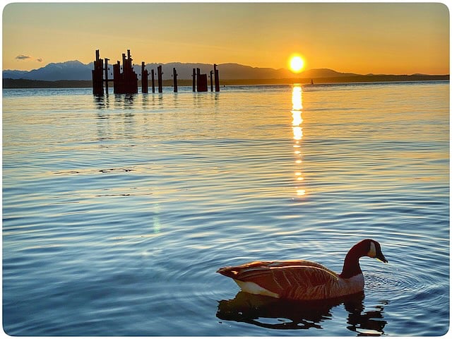 Wildlife and Sunsets abound at Golden Gardens, just minutes away at the end of our street.