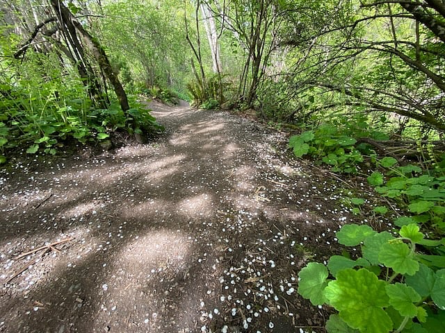 Nearby Carkeek or Discovery parks for walking, hiking or running at the edge of Puget Sound