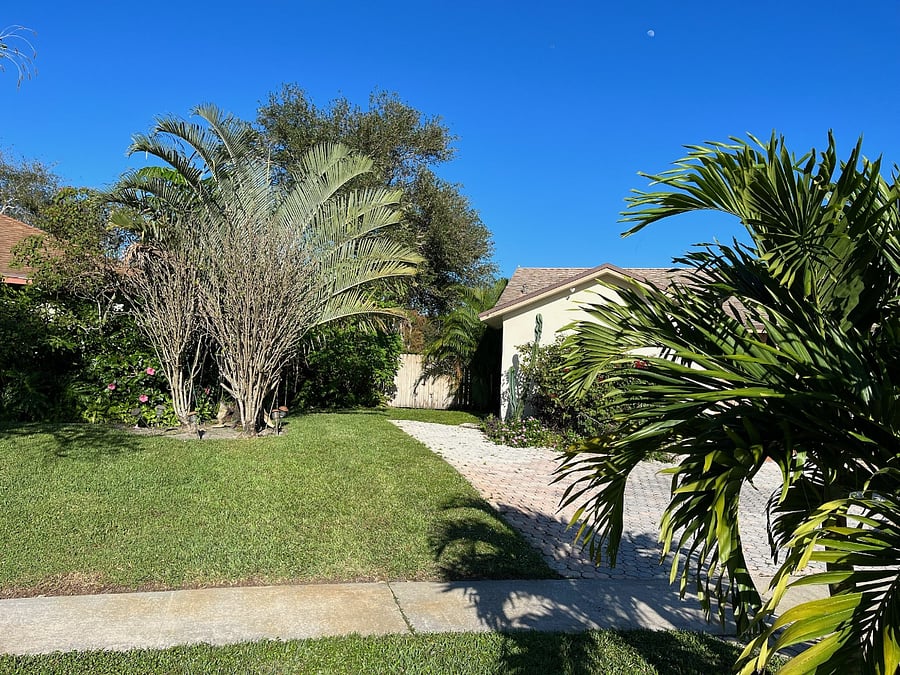 Private gate to the pool in the back yard. Notice the Peruvian Apple Cactus doing very well saved from a neighboring compost a couple years ago.