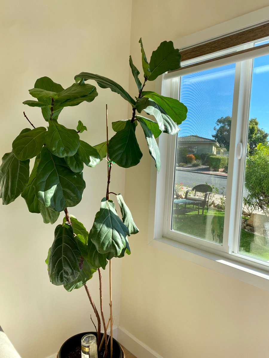 Furnished Finder property 630856_1 photo 19