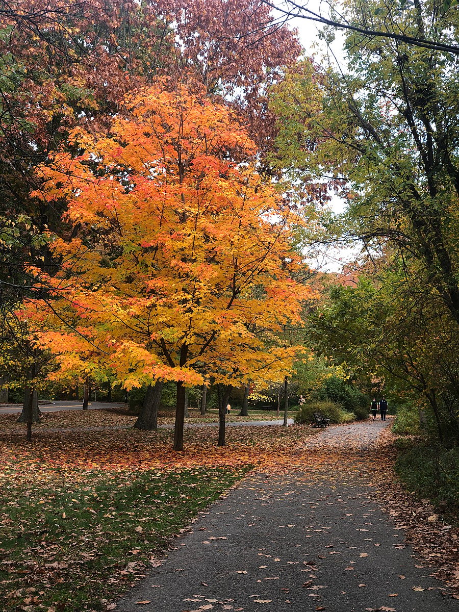 Boston's largest park system is across the steet. Walk to you drop! 