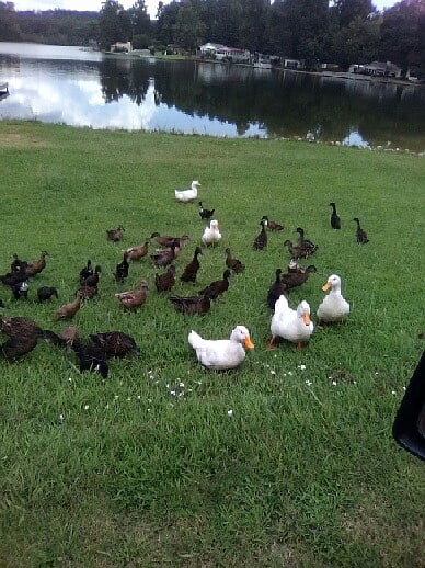 Spoiled ducks will visit you if you invite