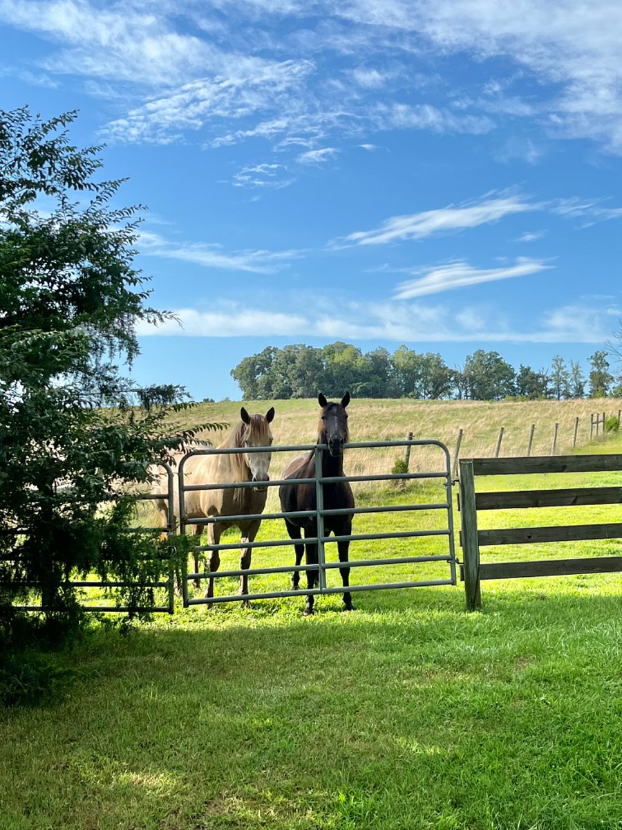 Neighborly horses should you take a morning walk...