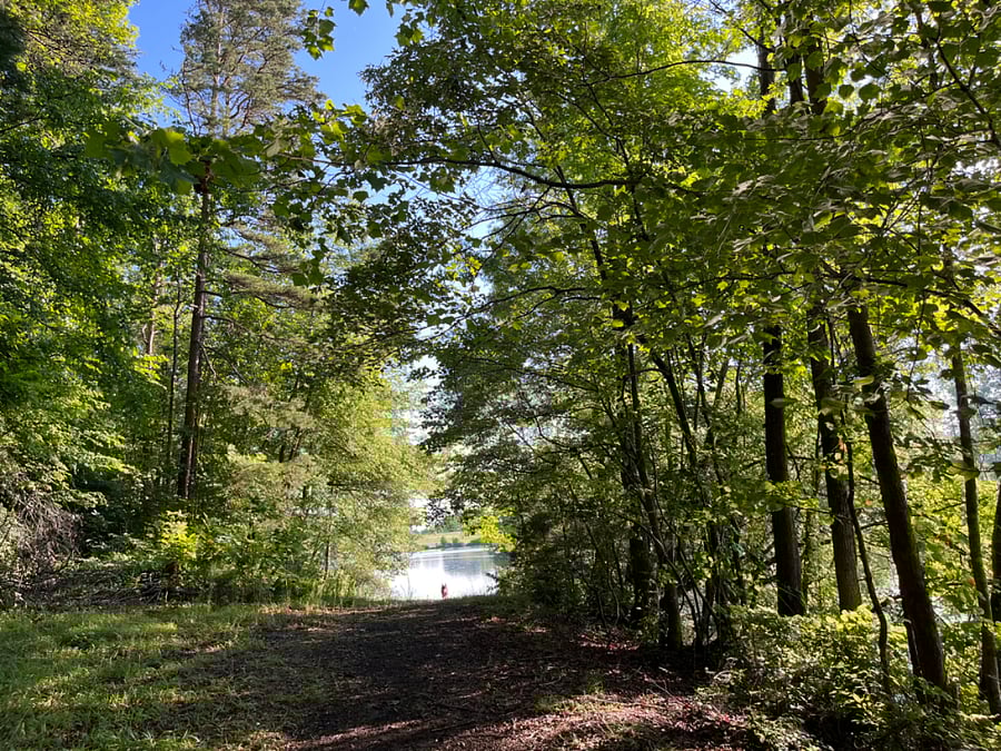 The woods are pretty.