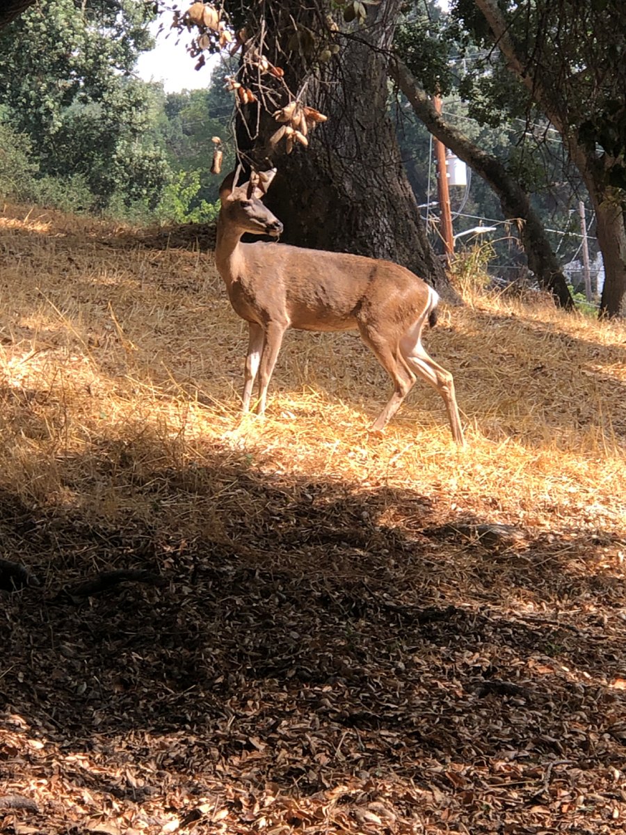 Your are virtually certain to make friends with these guys..this one was in our side yard for this pic!