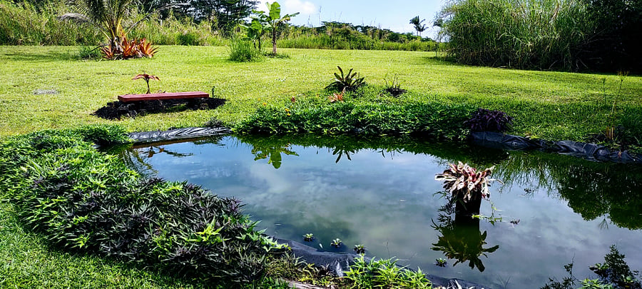 Tropical fish pond in front of our guest house. Goldfish, Guppies, Loach.