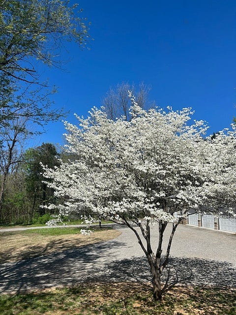 Dogwood trees here on the farm blooming in the spring!