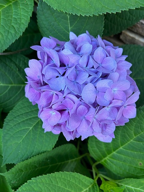 Hydrangeas on the property.